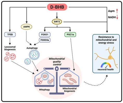 d beta hydroxybutyrate|On the nutritional and therapeutic effects of ketone body d.